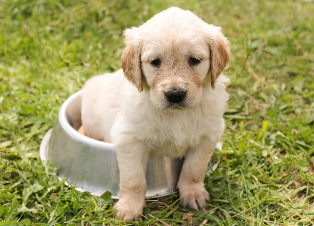 Oggì è la Giornata del cane: il mercato nero dei cuccioli ...