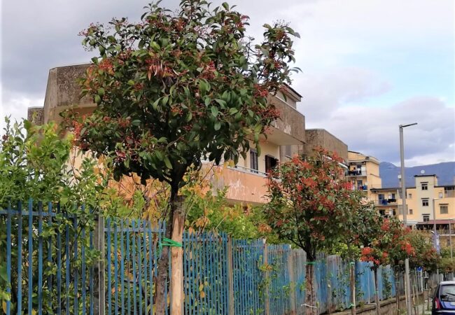 Alberi a Nocera Superiore